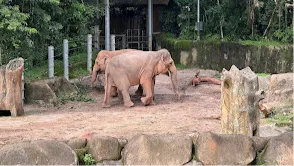  Singapore Zoo